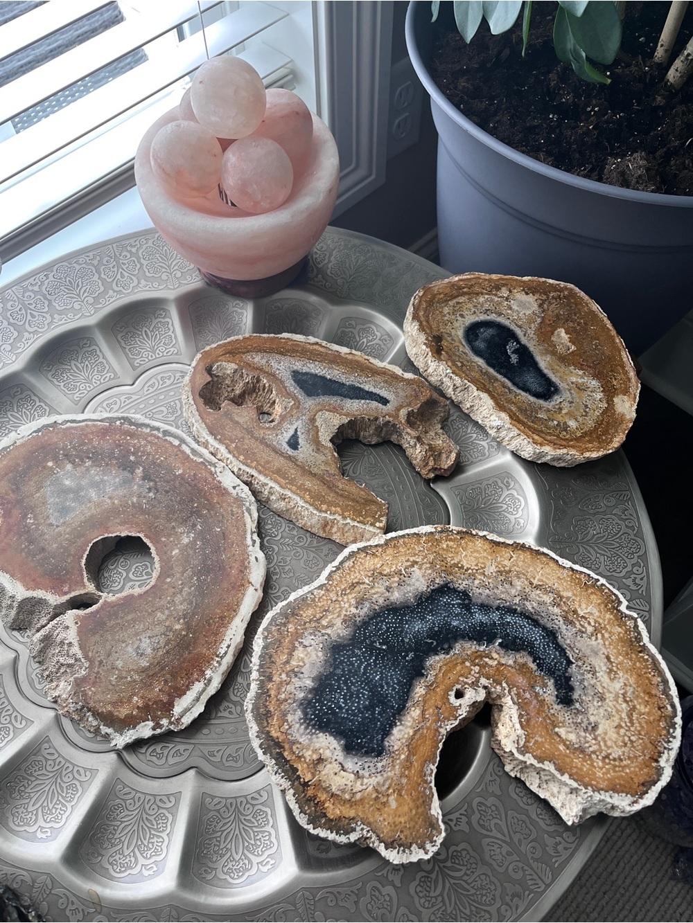 Palm root fossil slab